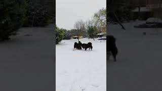 Tibetan mastiffs play Snow has fallen Happy dogs Ήρθε το χιόνι επιτέλους Μες στη τρελή χαρά [upl. by Bloch]