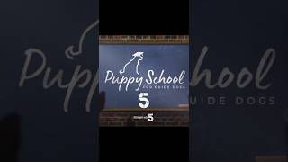 Puppy School for guide dogs 📺 [upl. by Yrgoerg]