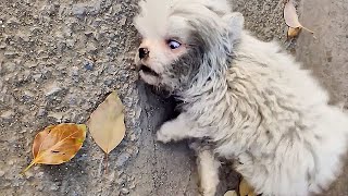 The stray puppy was kicked by sanitation workersconvulsing in pain and whimpering on the ground [upl. by Adyht]