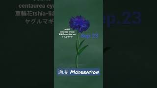 【366花語Sep23】適度  moderation [upl. by Gus]