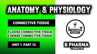 Connective Tissue  Tissue Level Of Organization  Human Anatomy And Physiology  HAP  B Pharma [upl. by Hayton]