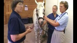 Respiratory System Physical Examination of the Horse [upl. by Eiddet]