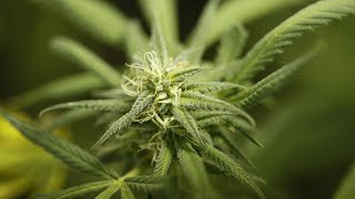 FDA panel recommends marijuanabased drug [upl. by Ahsaekal]