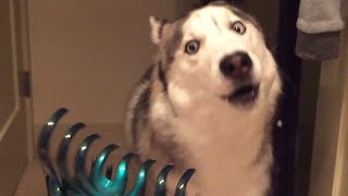 Funniest Husky Videos 🤣 🐶 Funny And Cute Dog Videos Compilation [upl. by Hayimas]