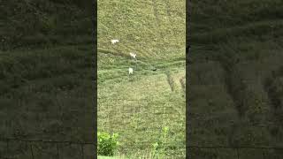 Car parked out in the middle of a field with goats [upl. by Aroda]