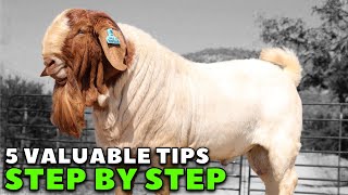 REVEALED How to be successful in goat farming  Boer Goats [upl. by Nocaed773]