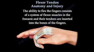 Flexor Tendon Anatomy And Injury  Everything You Need To Know  Dr Nabil Ebraheim [upl. by Yesrej]