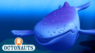 Octonauts  The Albino Humpback Whale 🐋  Season 1  Full Episodes  Cartoons for Kids [upl. by Thomasine]