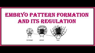 Embryo pattern formation and its regulation [upl. by Tresa]