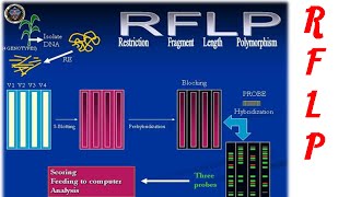 Restriction fragment length polymorphism [upl. by Orva]