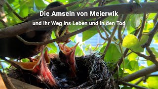 Die Amseln von Meierwik und ihr Weg ins Leben und in den Tod [upl. by Courcy]