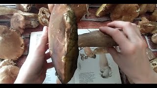 ENG How to plant boletus in your own garden How to grow porcini mushrooms how to sow mushrooms [upl. by Proudfoot623]