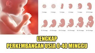 Perkembangan Janin dari Minggu ke Minggu 040 Minggu Lengkap [upl. by Areip161]