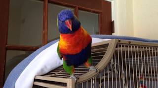 Best talking Parrot Rainbow lorikeet [upl. by Imled]