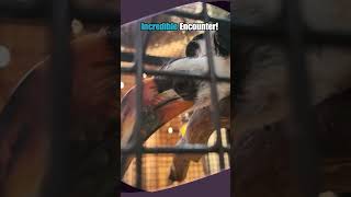 Meet ZaZu The Incredible Van Der Dekens Hornbill [upl. by Hump]