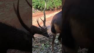 Guwahati Zoo [upl. by Ahsened772]