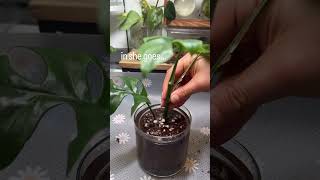 Do your propagated plant cuttings get root rot when you pot them up Have you tried this hack [upl. by Vallonia653]