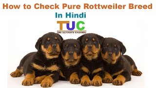 How to Check Pure Rottweiler Breed In Hindi  Know Your Breed In hindi  The Ultimate Channel [upl. by Aitam]