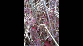 Ohio sarracenia purpurea pitcher plant bog [upl. by Jochbed183]