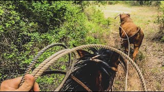 Dale Ropes a 2400lb BULL [upl. by Alegnaed560]