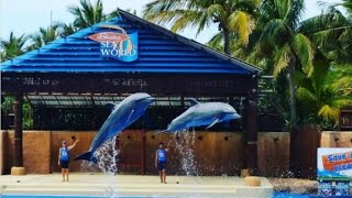 ushaka marine world dolphin show durban [upl. by Leelahk564]