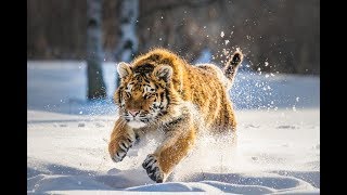 Дикая природа России Wildlife in Russia National Geographic 4K Ultra HD [upl. by Ayotan]