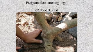 Program Akar Sancang Bogel  XONNI BONSAI [upl. by Sillaw]