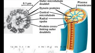 How Flagella Move  Bacteria vs Eukaryotes [upl. by Elehcim]