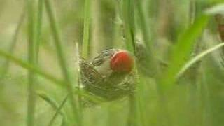 Redheaded Quelea nest building [upl. by Benjamen801]