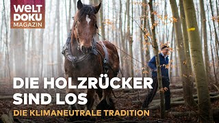 MIT DER KRAFT DER NATUR Traditionelles Holzrücken mit Pferden  WELT Doku Magazin [upl. by Delos352]