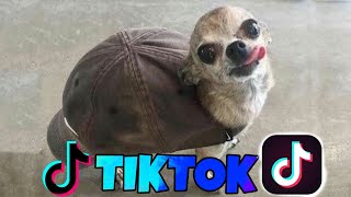 🎶 Animales Graciosos de Tik Tok 🐱🐶 los Mejores Videos de Tik Tok de Mascotas [upl. by Enahpad]