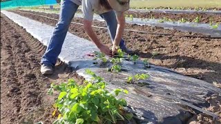 How to Plant Strawberries Market Garden Strawberries Plasticulture Strawberries [upl. by Lanoil]