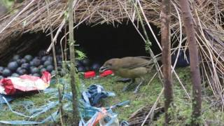 Vogelkops bowerbird Sujan Chatterjee [upl. by Welch]