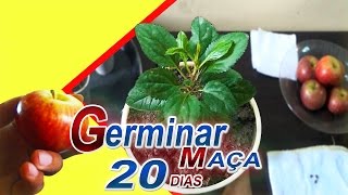 Como Plantar Maça Germina mais Rapido 20 DIAS [upl. by Joh358]