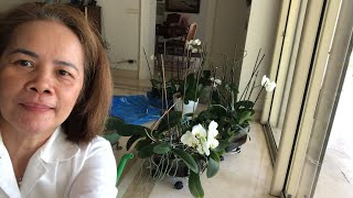 Unboxing replanting my orchids [upl. by Llertnod]