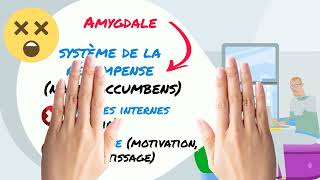 Stress panique angoisse Le rôle de lamygdale et ses effets physiques sur le corps [upl. by Aniwde]