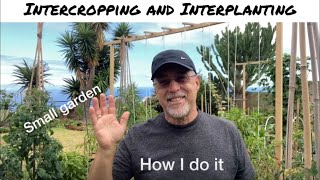 Intercropping vs Interplanting  How I do it [upl. by Wileen]