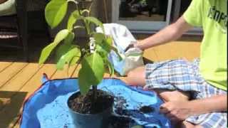 Indian Banyan Tree Update and Repot  Ficus benghalensis [upl. by Assyn398]