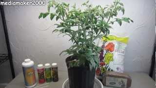 Easy Hydroponic Tomato  No Pumps Experiment DIY [upl. by Neelya]