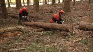 SICUREZZA e SALUTE nei CANTIERI FORESTALI video completo [upl. by Ariajay59]