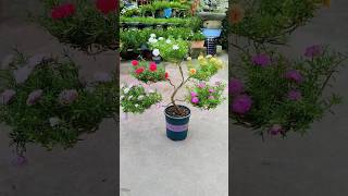 Multi colour flower🌺 plants idea💡केसा लगा मुजे बताना  shorts gardening [upl. by Yllim650]