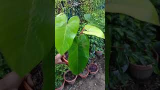 BlushingPhilodendron PhilodendronErubescenseHybridPlant 🌱 DBPlantsVlog [upl. by Arem]