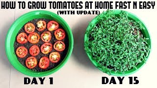 Grow Tomatoes from Tomatoes Easiest Method Ever With Updates [upl. by Nagear]