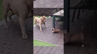 MicroBully Puppy playing with his Mom shorts puppy bullybreed americanbully dog [upl. by Mascia]