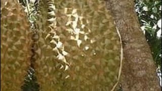 DURIAN KALIGESINGMURAH DI JAWA TENGAHWISATA PASAR DURIANPURWOREJO62 81391129391 [upl. by Akiria]