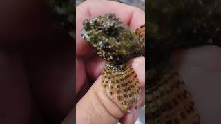 Wooly Sculpin caught Fishing from the Cliffs werftv [upl. by Yarled]