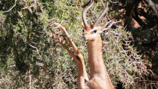 GERENUK African Antelope sticking its neck out to survive [upl. by Jonme]