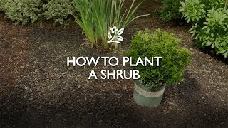 How to Plant a Shrub  Monrovia Garden [upl. by Joseph888]