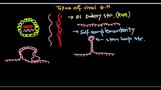 15 Genome structure of virus [upl. by Anelrac]