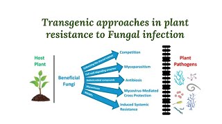 Transgenic strategies in plants resistance to fungal infection [upl. by Llehcnom]